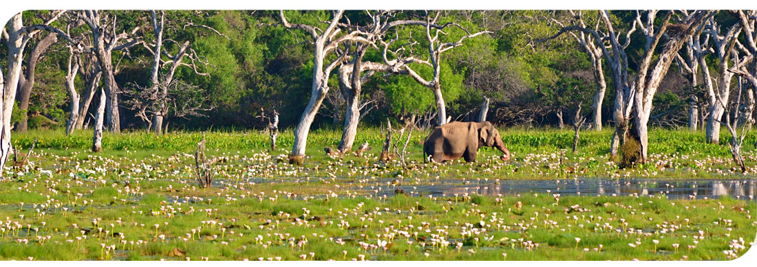 Sri Lanka Harry tours, Elephant srilanka