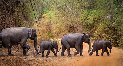 Elephants crossing the road, Sri Lanka Harry tours, Private tour guide in Sri Lanka
