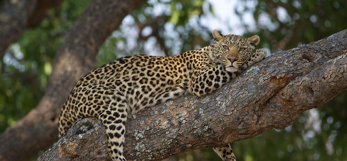 leopard in Yala, Sri Lanka Harry Tours, Holidays in Sri lanka, Your private tour guide in Sri lanka